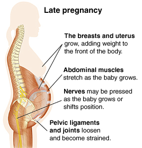 Cutaway view of spine in late pregnancy showing the breasts and uterus grow, adding weight to the front of the body, the abdominal muscles stretching as the baby grows, the nerves that may be pressed as the baby grows or shifts position, and pelvic ligaments and joints loosen and become strained.