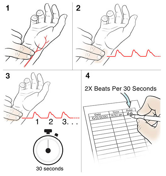 4 steps to taking your pulse at the wrist