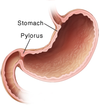 Cross section of normal stomach.