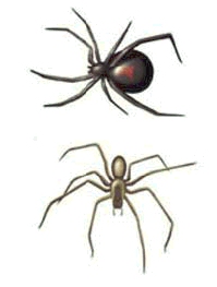 Black widow spider and brown recluse spider.