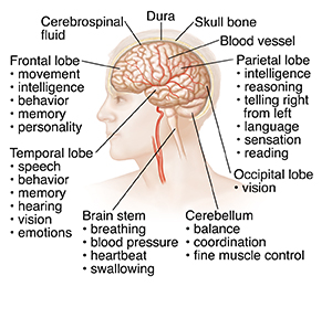 Side view of head and brain.