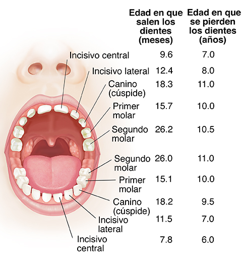 Vista frontal de la boca abierta donde se aprecian los dientes de leche superiores e inferiores.