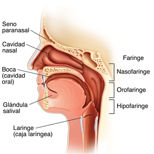 Vista lateral de una cabeza en donde se observa la anatomía de la boca y la garganta.