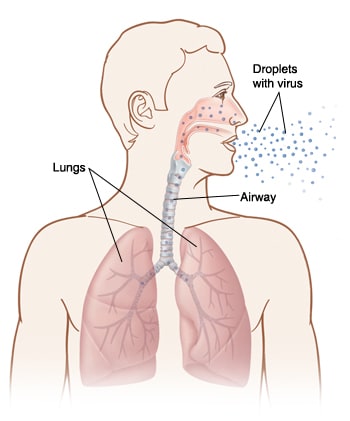 Lungs and airway, showing flu virus droplets being breathed into lungs.