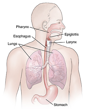 Location of respiratory and upper digestive anatomy.