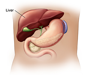 Front view of torso showing liver.