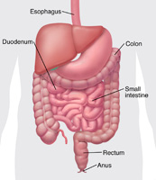 The digestive tract