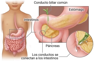 En el sistema digestivo, el páncreas se encuentra detrás del estómago, donde se conecta a los intestinos. El conducto biliar común y otro conducto dentro del páncreas se conectan a los intestinos. Las sustancias fluyen desde los conductos hacia los intestinos para su digestión.